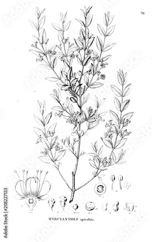 Illustration of plant