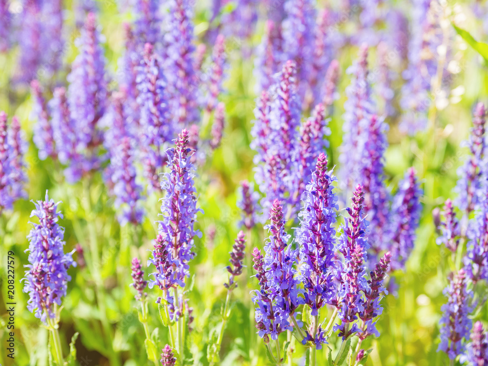 Obraz premium Natural summer background with blooming Woodland Sage (Balkan clary, Salvia nemorosa). Russia.