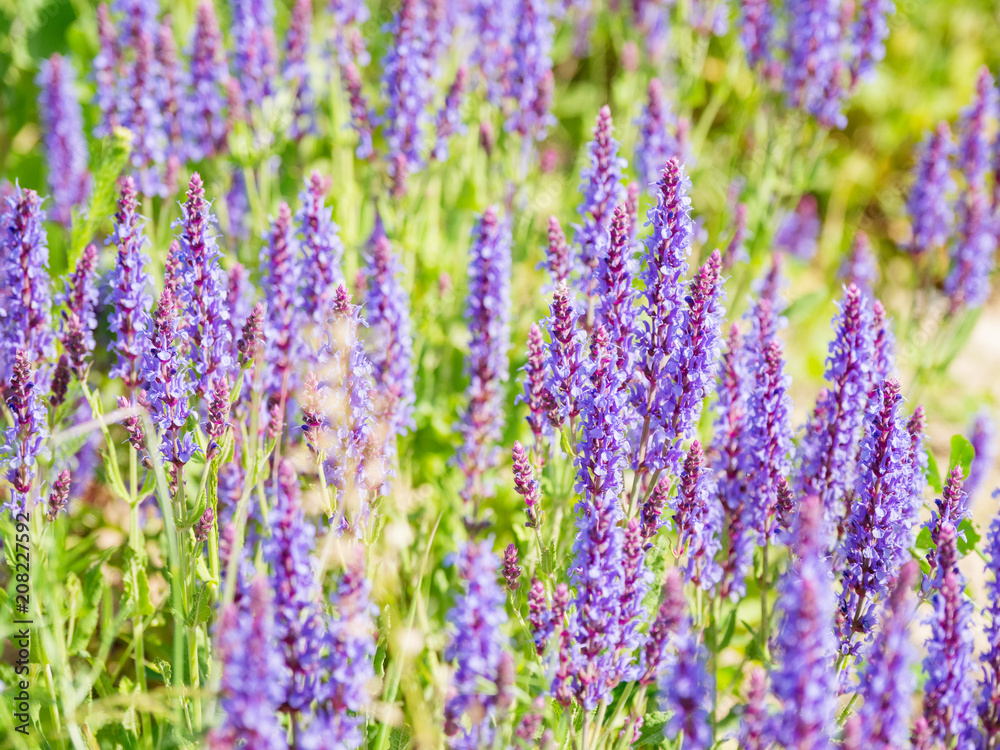 Natural summer background with blooming Woodland Sage (Balkan clary, Salvia nemorosa). Russia.