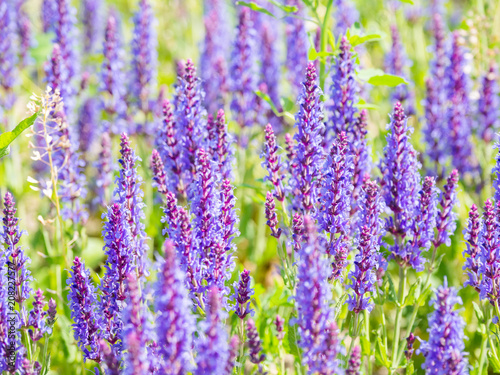 Natural summer background with blooming Woodland Sage  Balkan clary  Salvia nemorosa . Russia.