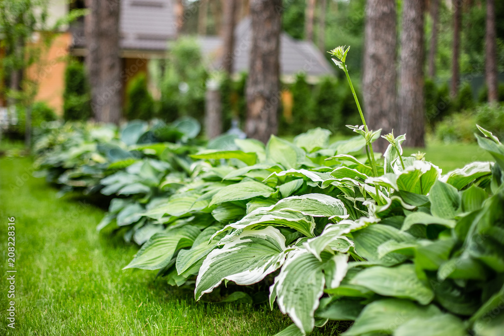 Beautiful Hosta leaves background. Hosta - an ornamental plant for