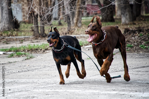 Dobermans are running in the city