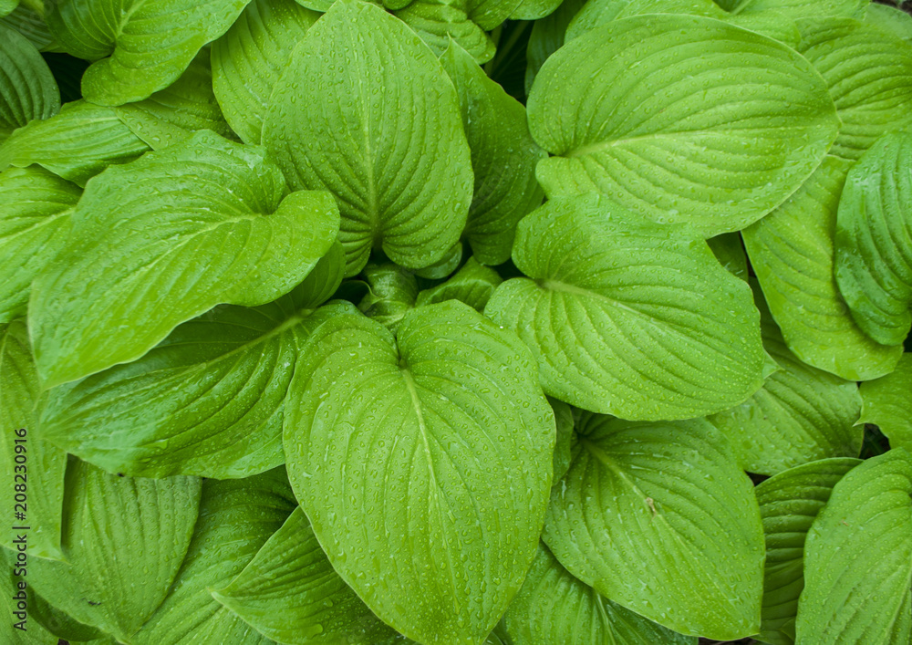 Green tropical leaves. Green tropical leaves.