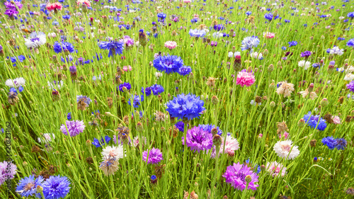 fiori selvatici colorati fiordalisi viola sfondo