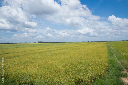 Combine harvester running amids golden rice field