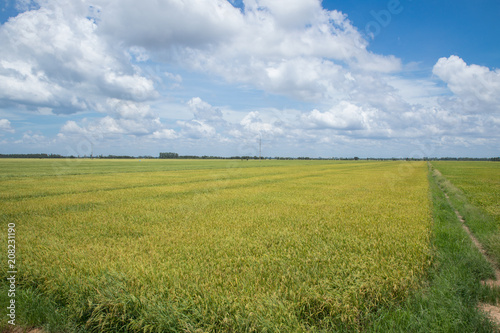 Combine harvester running amids golden rice field