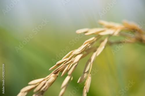 Combine harvester running amids golden rice field