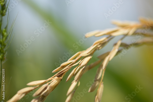 Combine harvester running amids golden rice field