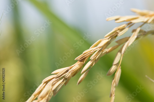 Combine harvester running amids golden rice field