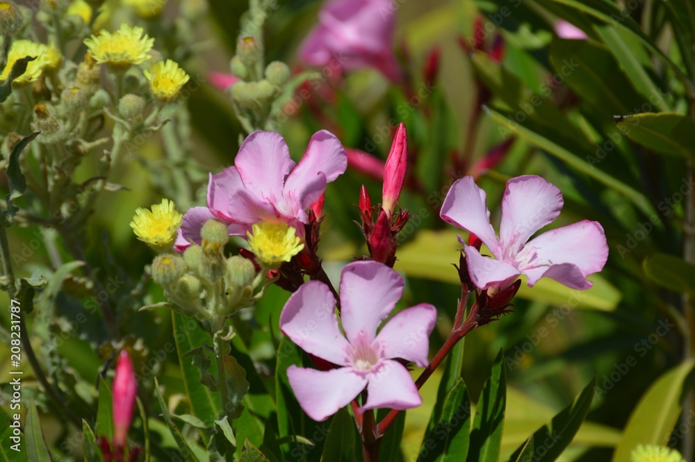 Fototapeta premium Flores de adelfa 1