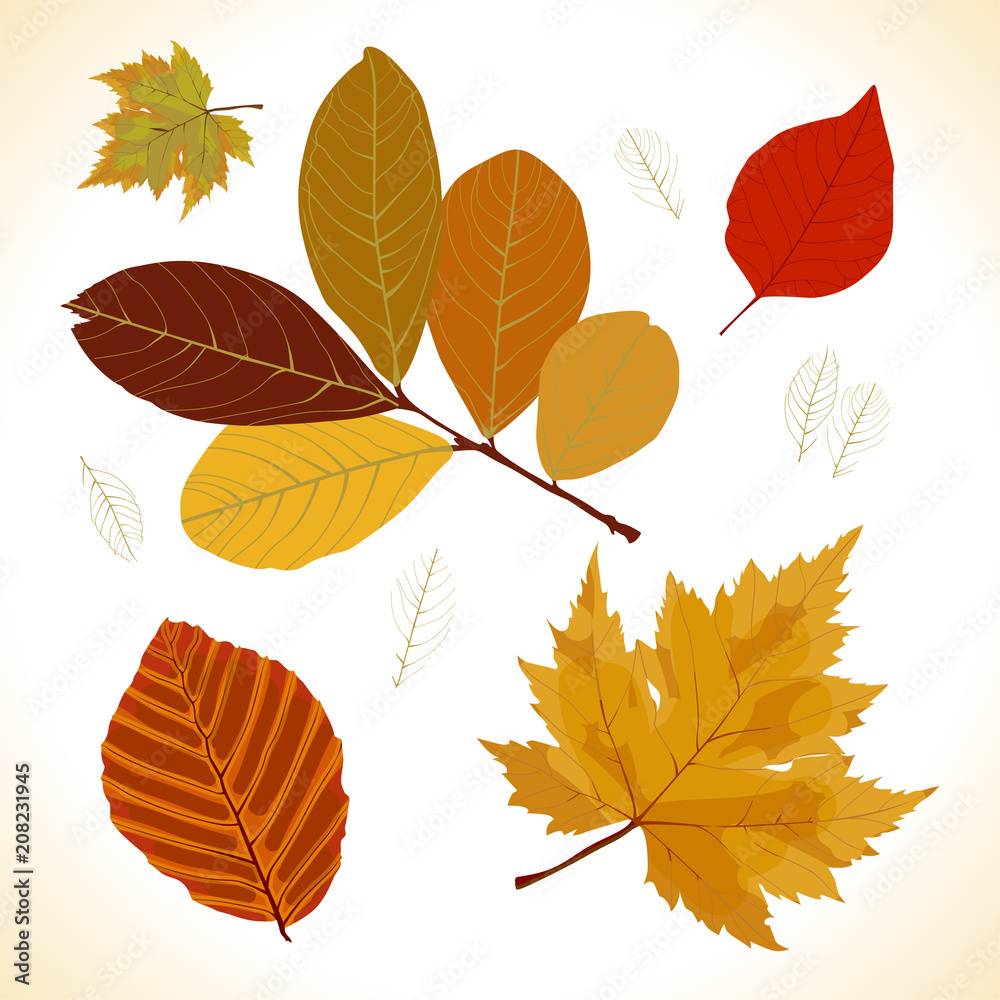 Fototapeta premium autumn leaves set, flat style, vector illustration.