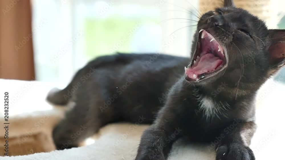 Cute Black kitten lying on cat tower and looking at camera slow motion Cute Black kitten lying on cat tower and looking at camera slow motion