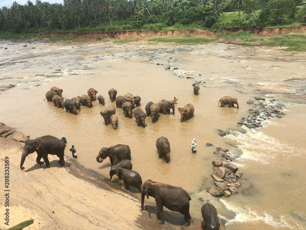 Fototapeta premium Sri Lanka Elephant Orphanage