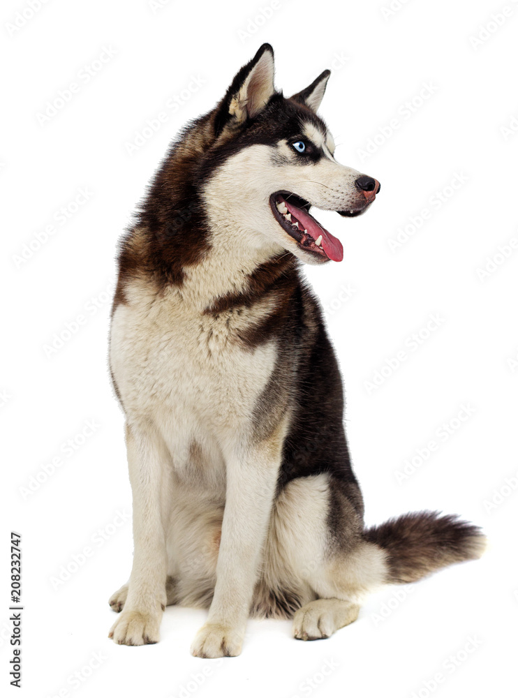 dog breed Siberian husky on white background