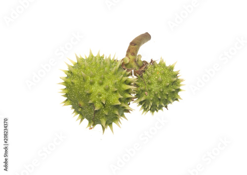 Bild auf Leinwand chestnut isolated on white background