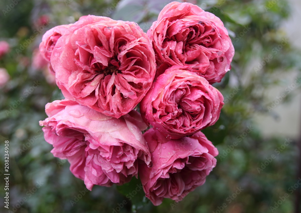 Fototapeta premium pinke Strauchrose mit Regentropfen