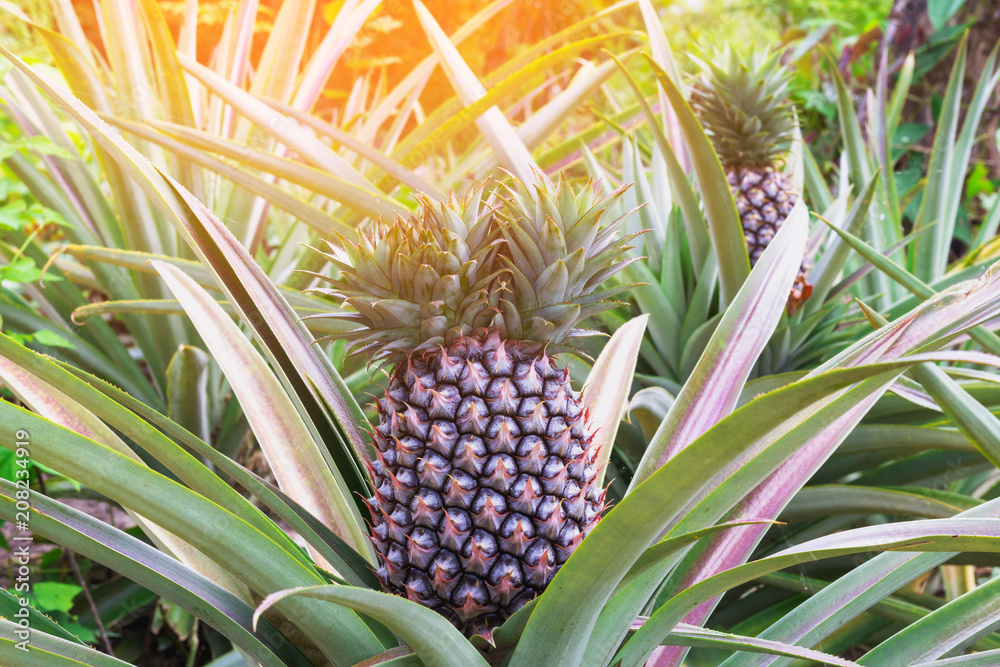 Pineapple tropical fruit growing in garden. Pineapple tropical fruit growing in garden.
