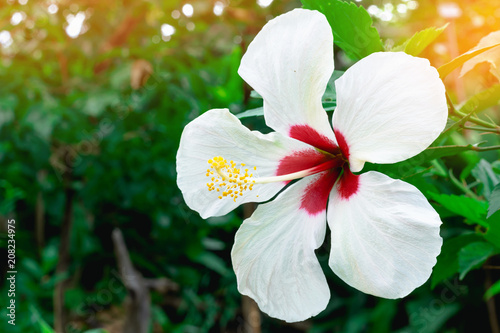 white hibiscus flower in garden