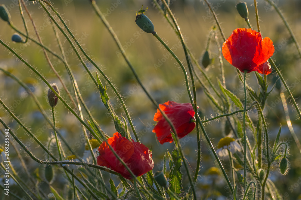 Fototapeta premium Wild poppy flowers on sunset. Close up view. Selective focus. Agricultural concept.