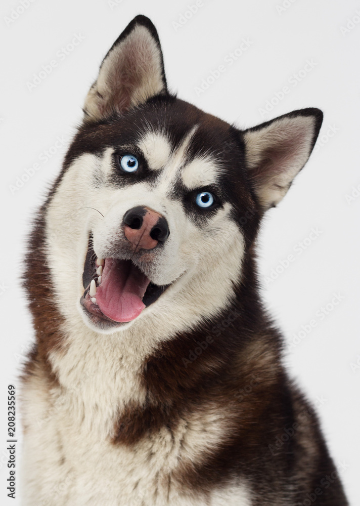 dog breed Siberian husky dog breed Siberian husky