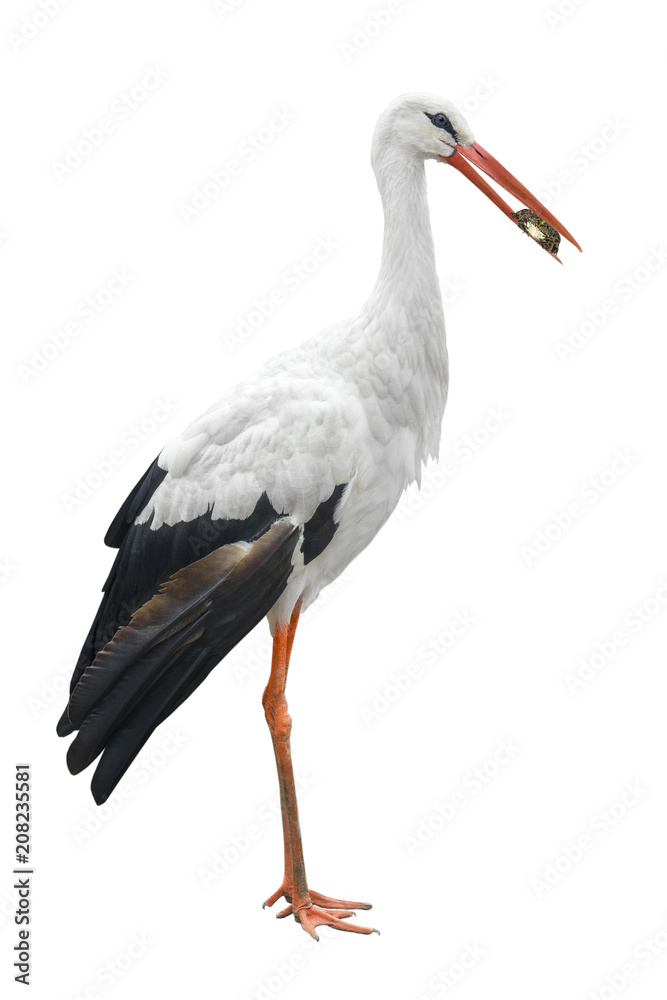 stork and frog stork and frog