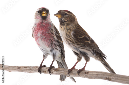 two Common Redpoll