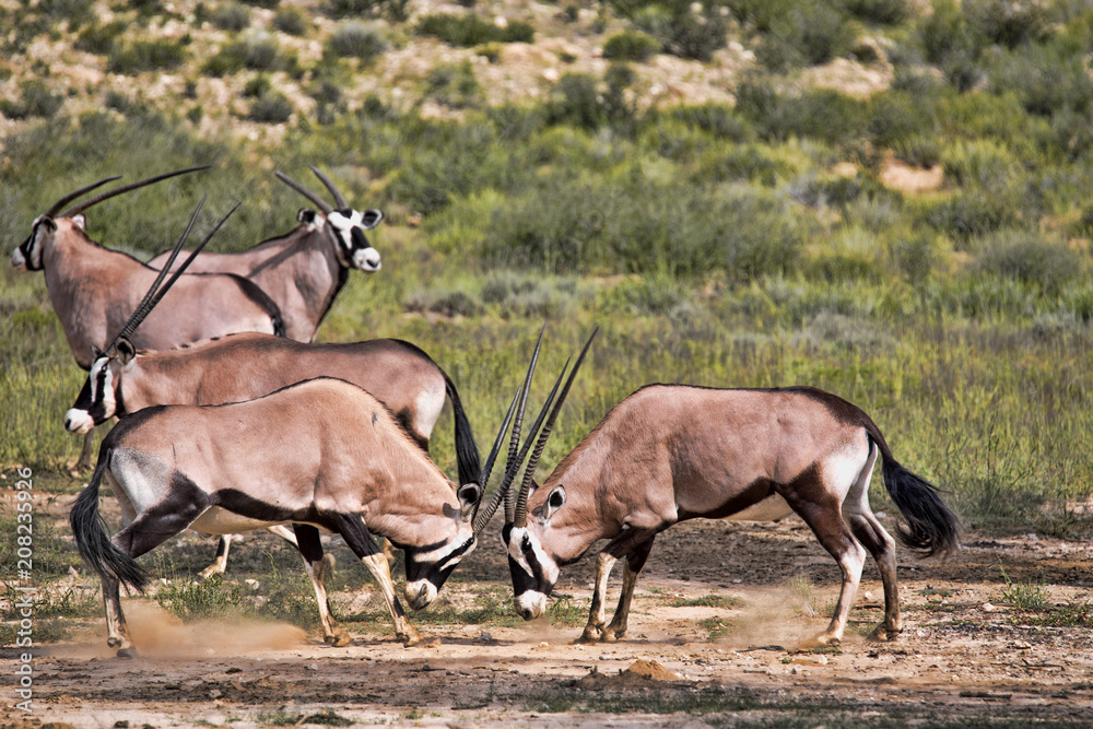 Gemsbok, Oryx gazella gazella, male combat, Kalahari, South Africa Gemsbok, Oryx gazella gazella, male combat, Kalahari, South Africa