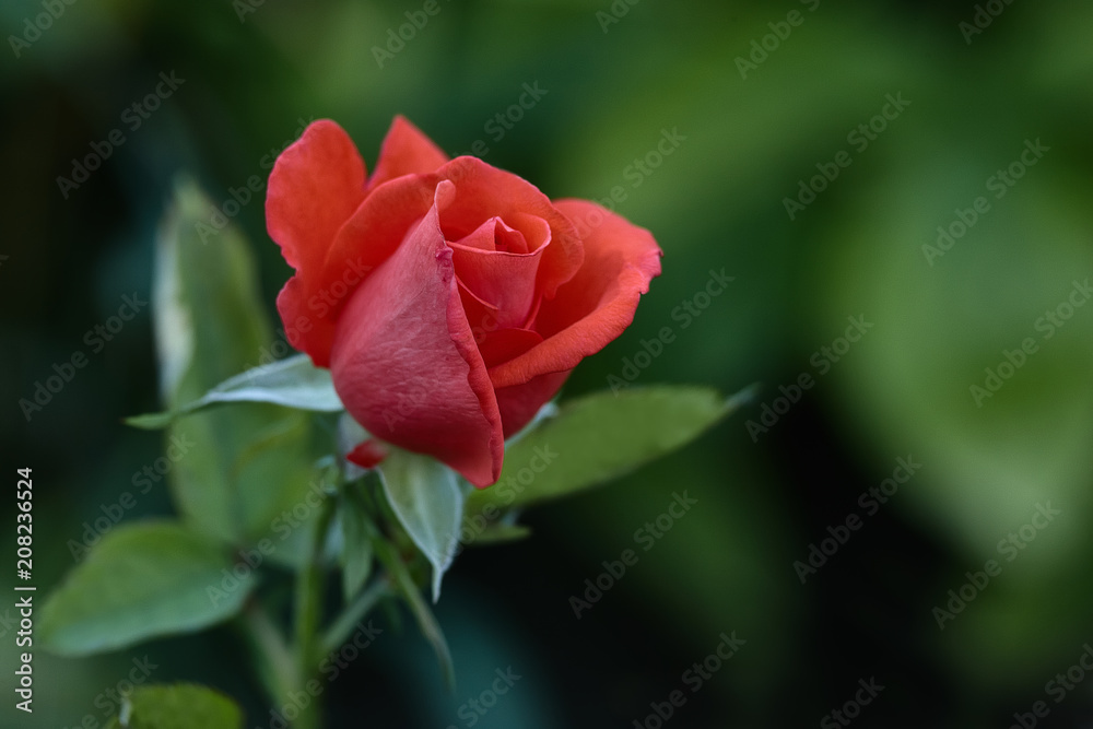 One young dark red rose with green leaves growing in the garden. One young dark red rose with green leaves growing in the garden.