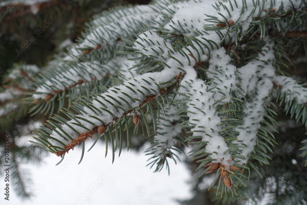 Shoots of blue spruce covered with snow