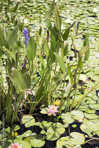 Small quiet pond with water lilies and other plants