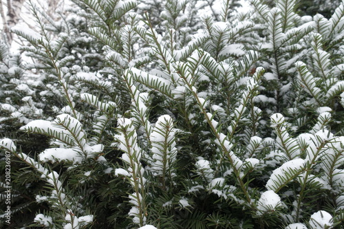 Evergreen foliage of European yew covered with snow