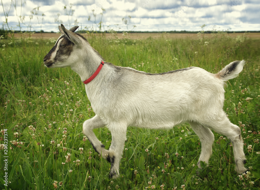Portrait of a funny goat on the meadow Portrait of a funny goat on the meadow