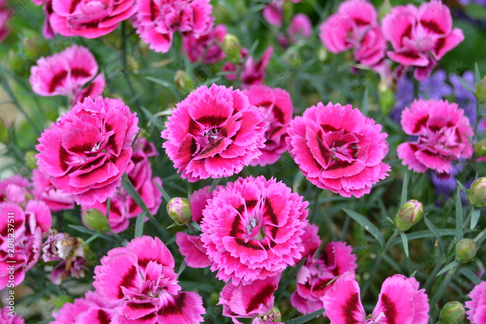 Fiori Fiori