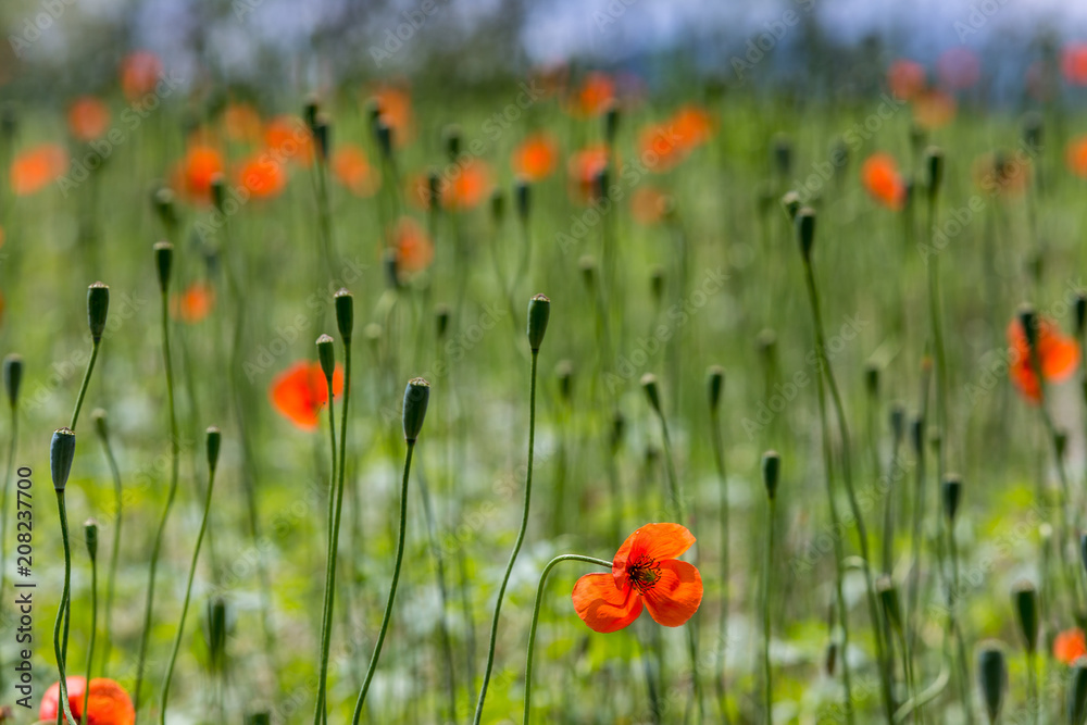 Obraz premium Orang Flower Blossoms