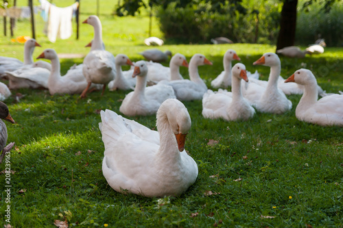 Geese on a farm