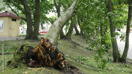 The tree fell from a strong storm wind in a city park in Poland photo