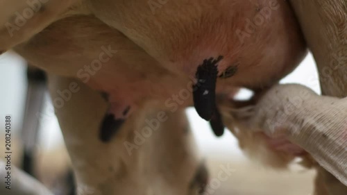 Woman worker in blue clothes prepares black and white cow for milking proccess by cleaning its udder with pieace of rag. Close up photo