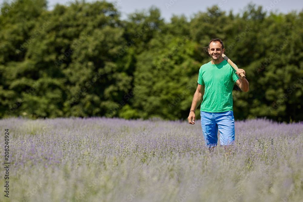 Farmer working on lavender field