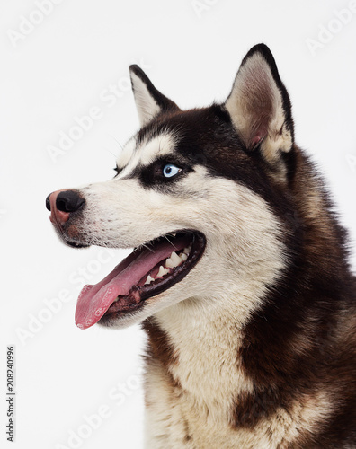 Fototapeta Naklejka Na Ścianę i Meble -  dog breed Siberian husky