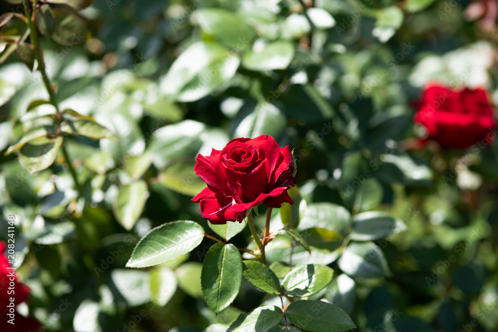 赤いばら「ナディア」の花のアップ 赤いばら「ナディア」の花のアップ