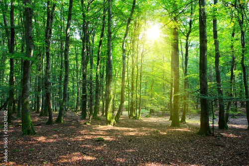Fototapeta letni, zielony las z promieniami słońca