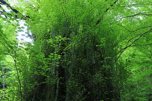 スッカン沢のカツラの大木 © Yasuhiro Hasegawa