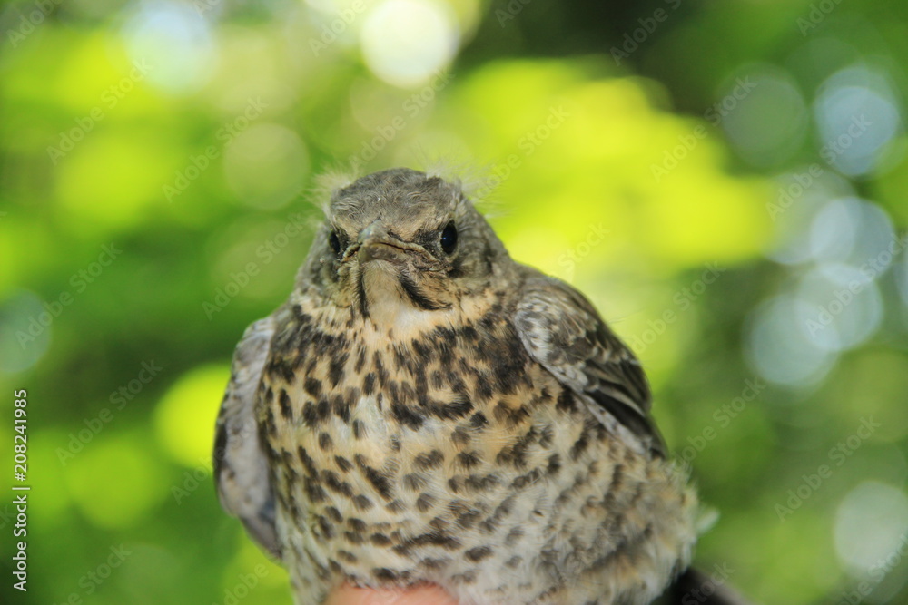 nestling nestling