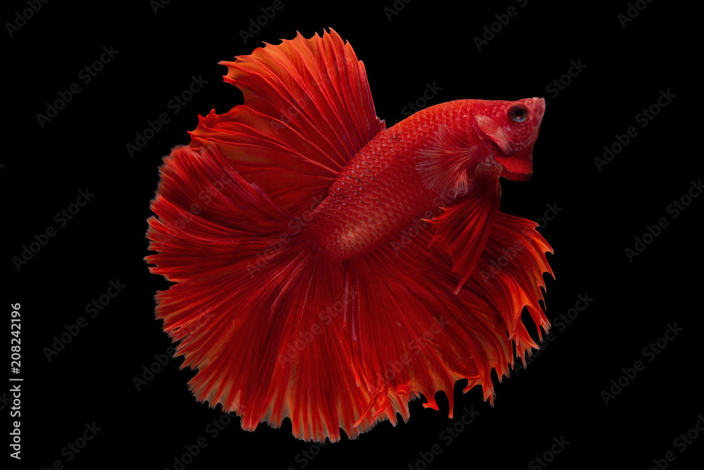 Obraz premium Halfmoon Betta Fish