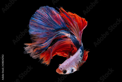 Halfmoon Betta Fish