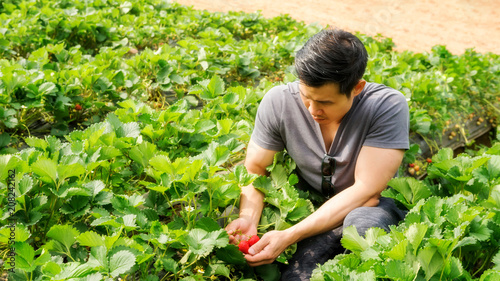 Men pick a red strawberry fruit.