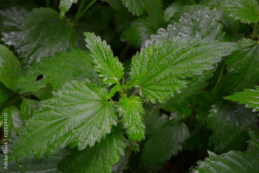 Urtica dioica, common nettle, stinging nettle, nettle leaf, rain Urtica dioica, common nettle, stinging nettle, nettle leaf, rain