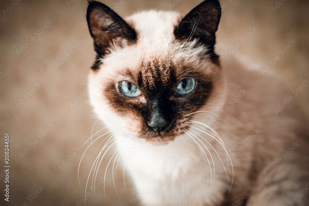Portrait of Thai cat