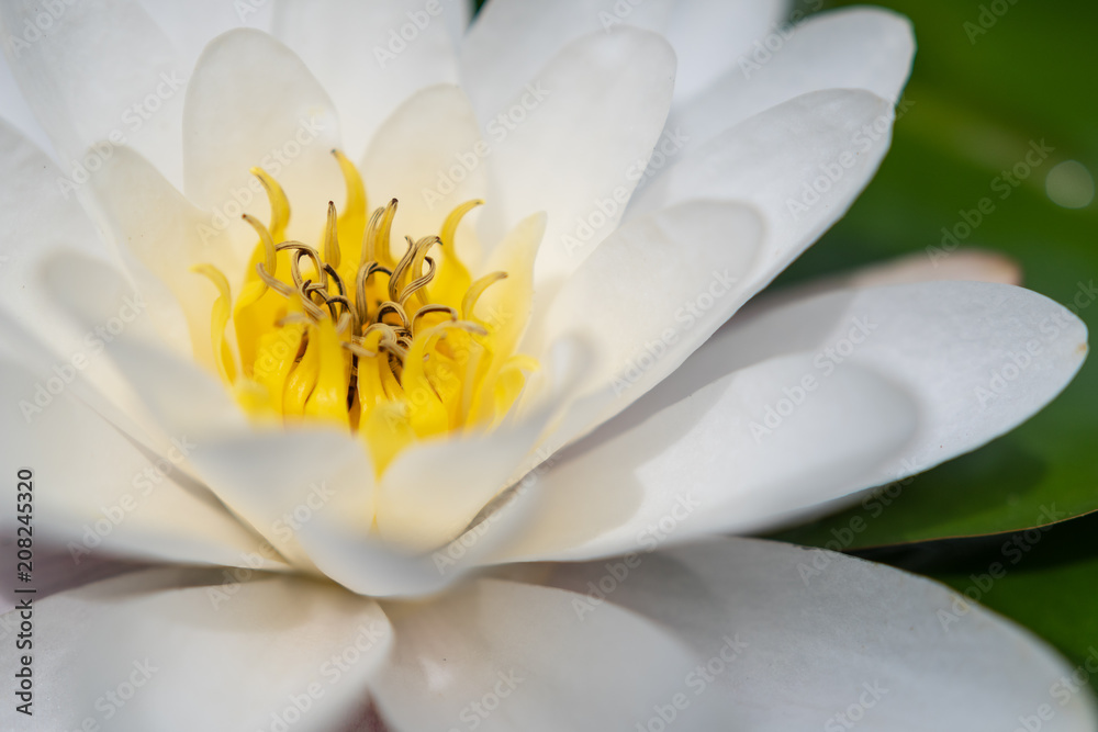 Seerosenblüte Nahaufnahme Seerosenblüte Nahaufnahme