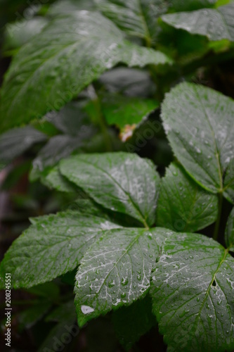 Aegopodium podagraria, ground elder, herb gerard, rain